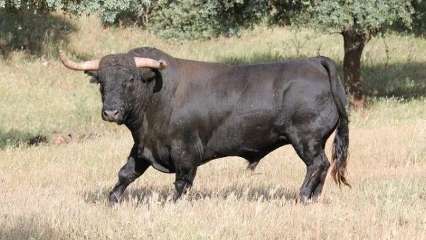 Imagen de un toro Imagen de un toro