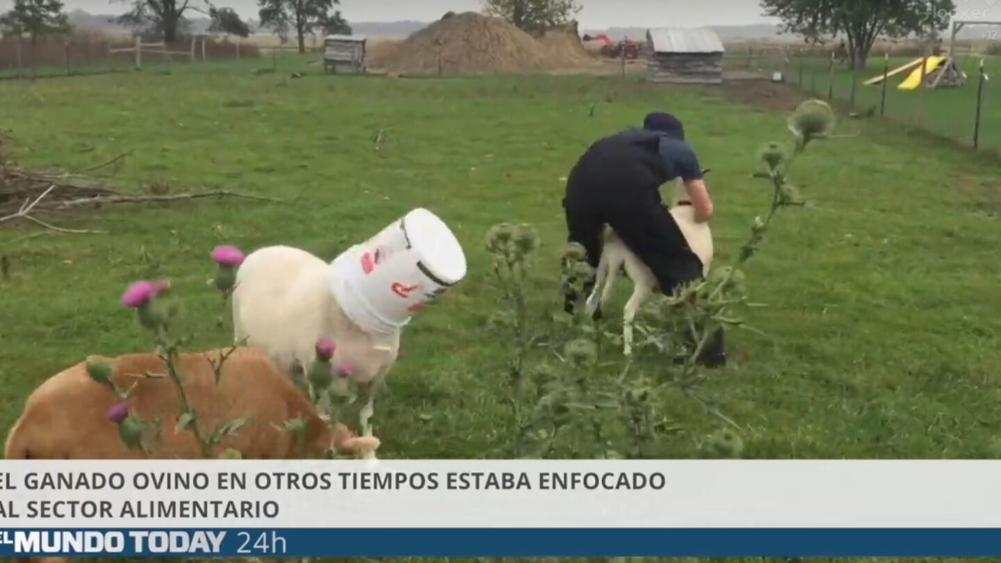 Imagen del v&iacute;deo de 'El Mundo Today' sobre ovejas y pastores