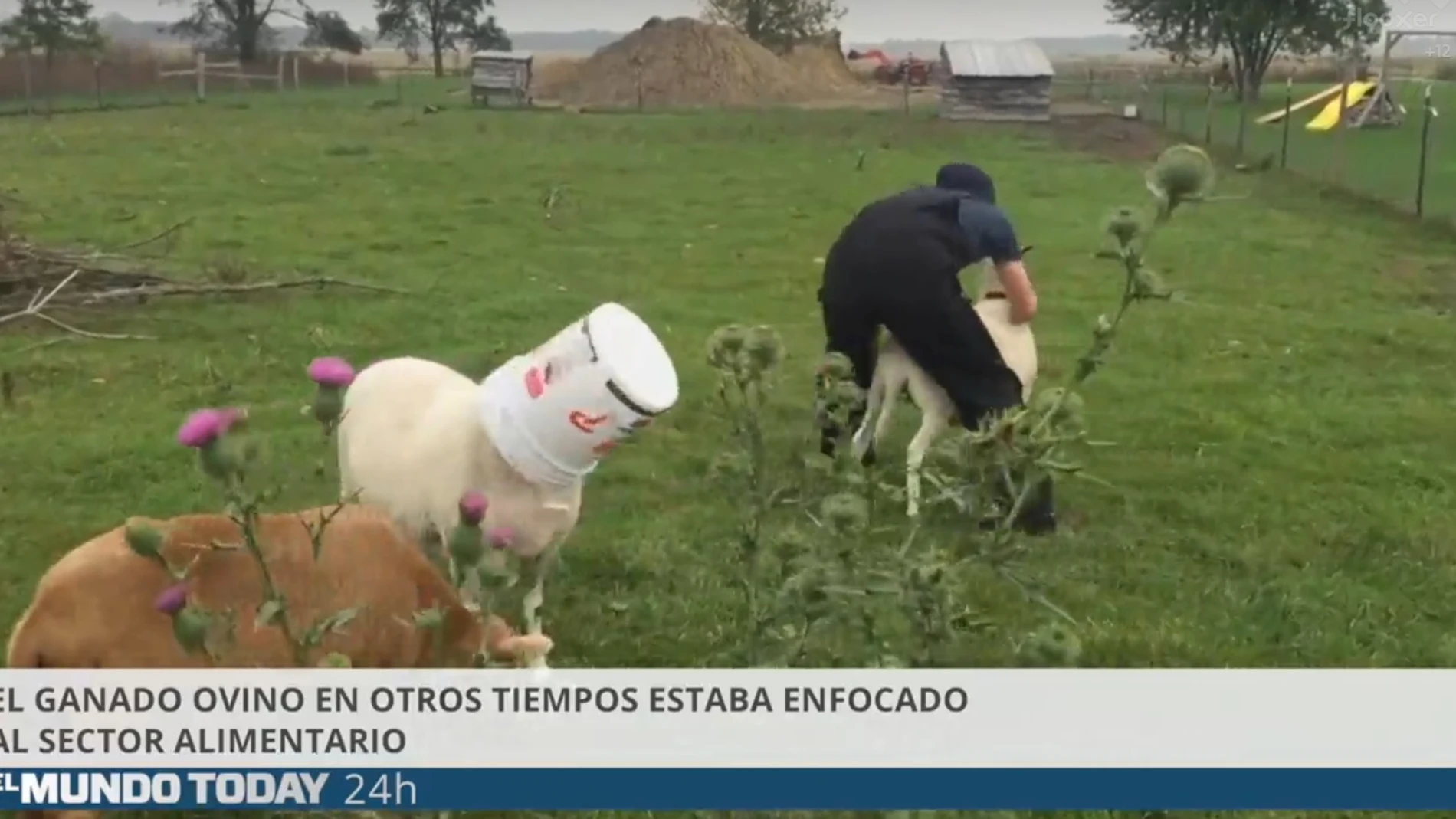 Imagen del vídeo de 'El Mundo Today' sobre ovejas y pastores