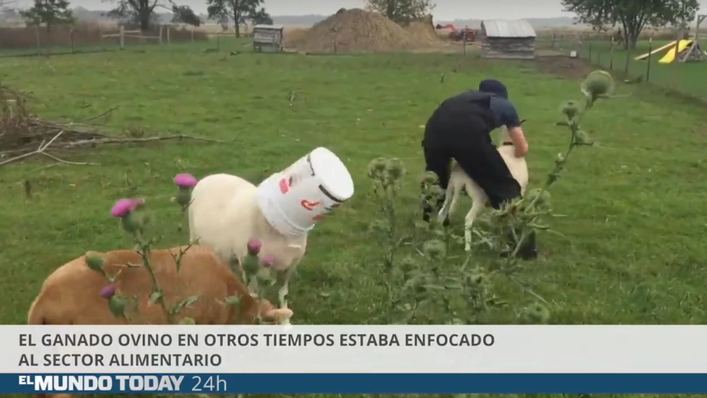 Imagen del vídeo de 'El Mundo Today' sobre ovejas y pastores