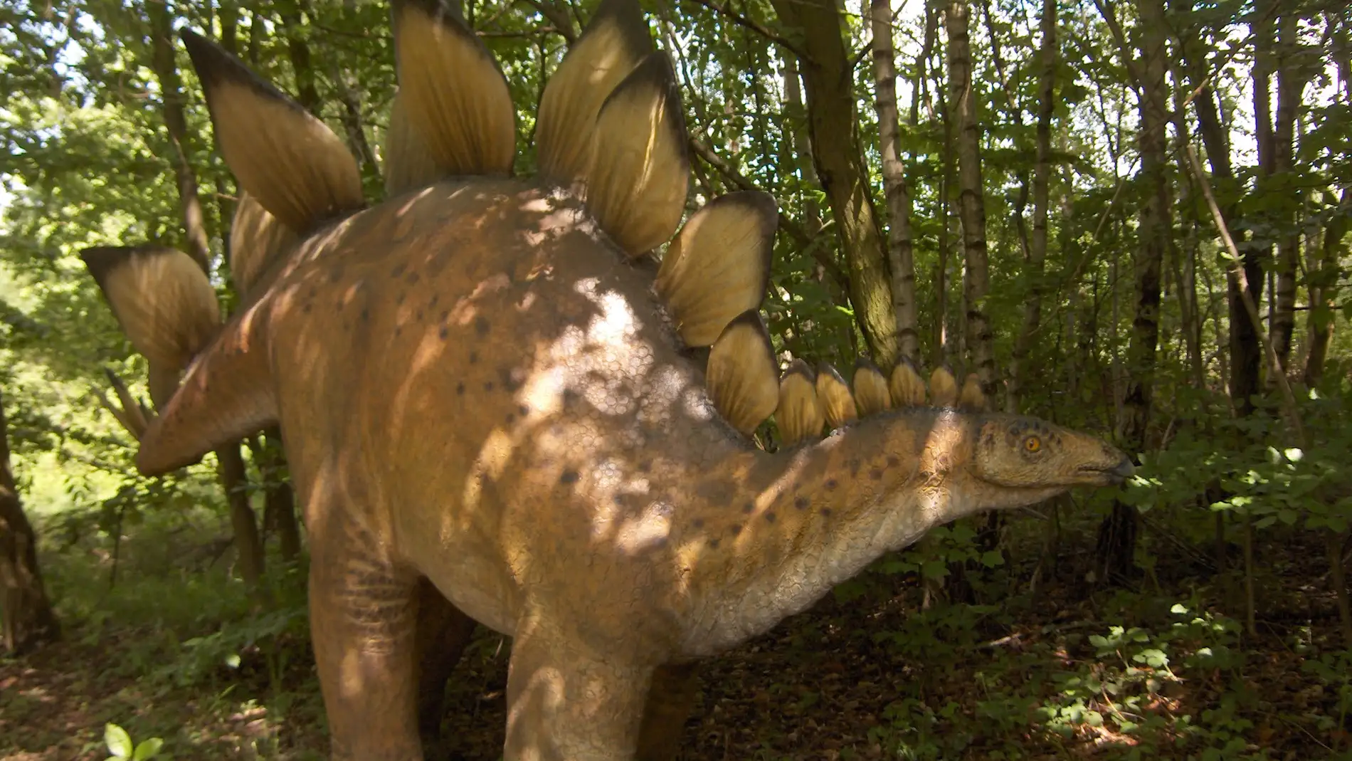 Los estegosaurios como el de esta réplica tenían espinas en la cola