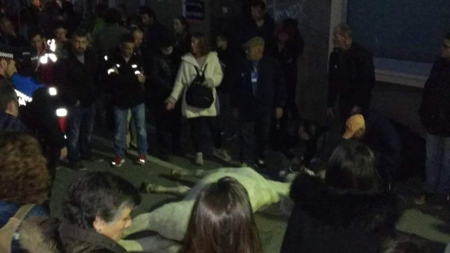 Un caballo muere en la cabalgata de Reyes en Terrasa