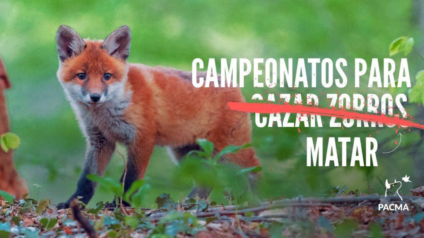 Campa&ntilde;a contra la caza del zorro de Pacma