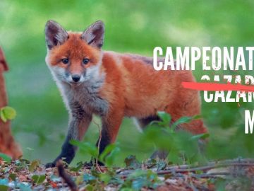 Campaña contra la caza del zorro de Pacma Campaña contra la caza del zorro de Pacma