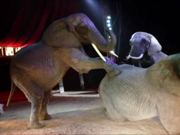 Un grupo de elefantes en un circo de animales Un grupo de elefantes en un circo de animales