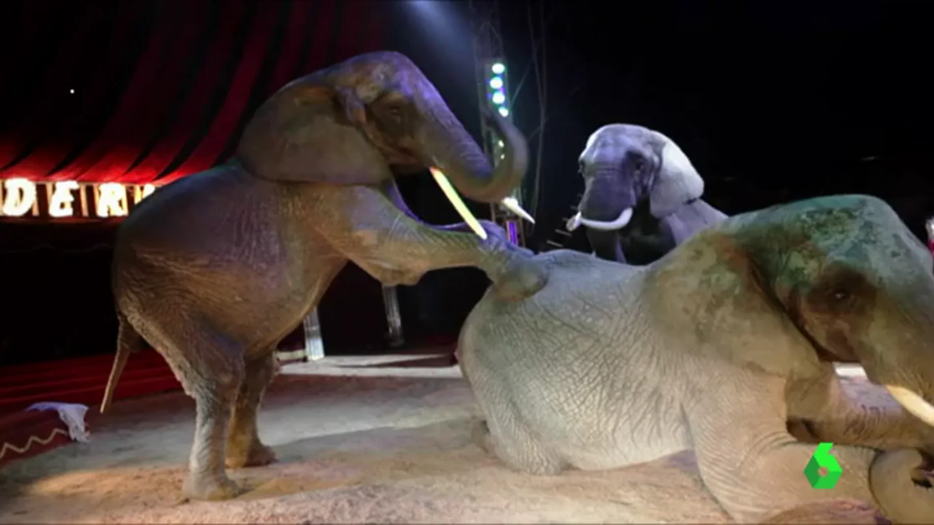 Un grupo de elefantes en un circo de animales