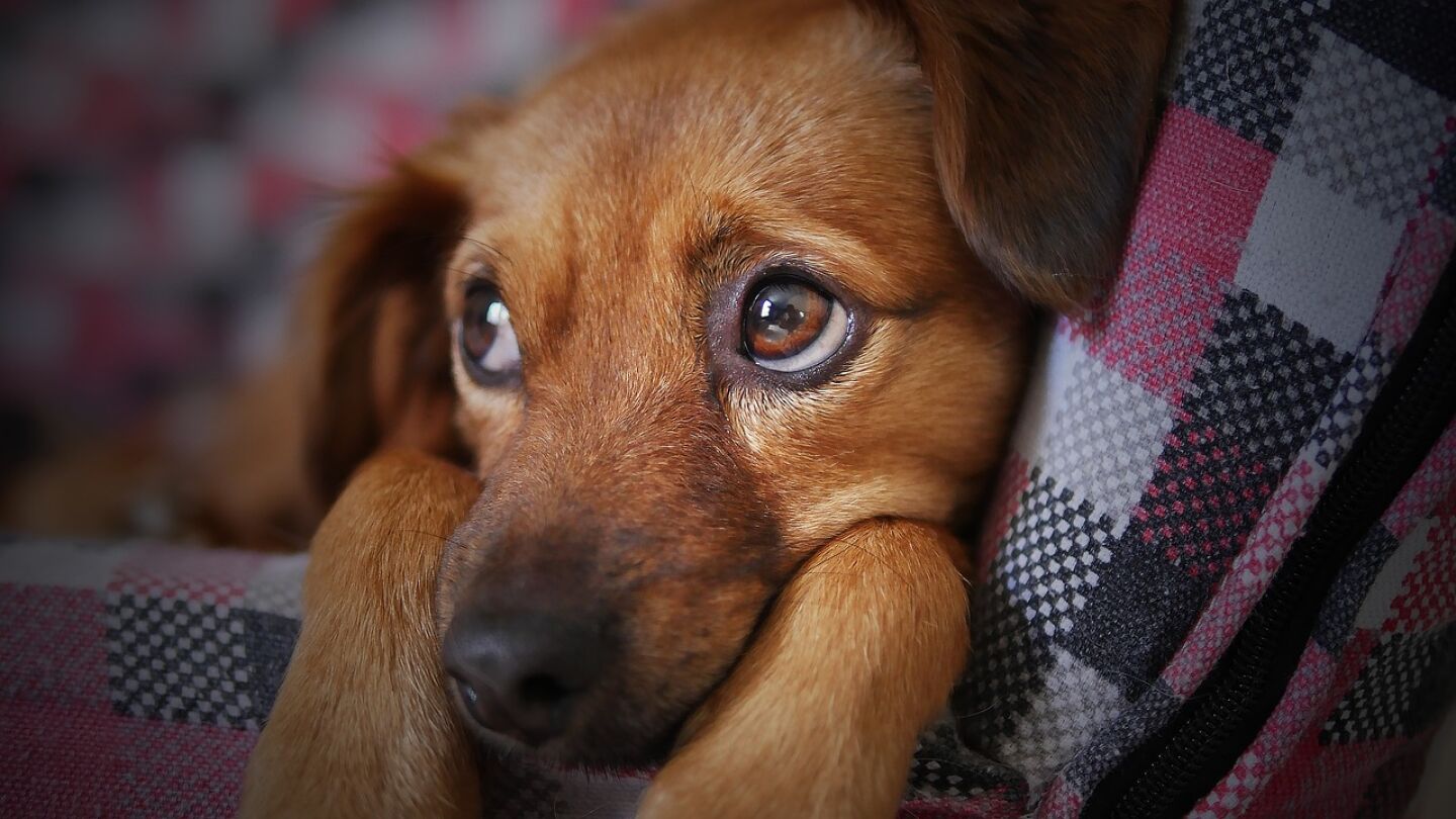 Imagen de archivo de un perro