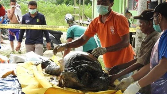 Varios operarios trasladan el cadáver del orangután  Varios operarios trasladan el cadáver del orangután