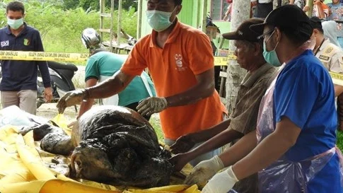 Varios operarios trasladan el cadáver del orangután 