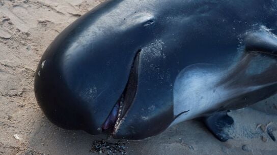 Vista del cuerpo del cachalote de unos 4 metros de longitud