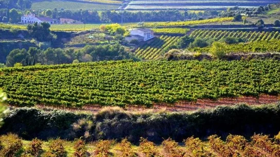 Unos viñedos viñedos_643x397