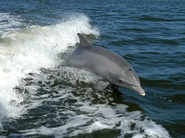 Delfines Delfines