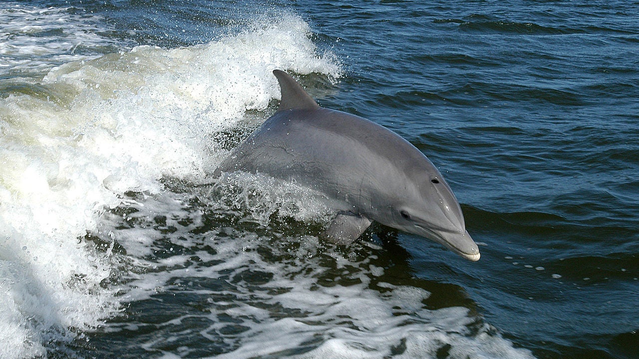 y los delfines mágicos