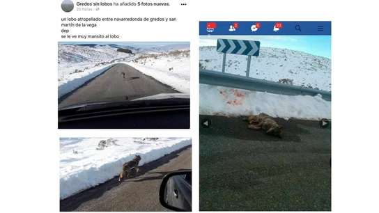 Imagen del Facebook cerrado en la que presumían de haber matado a un lobo Imagen del Facebook cerrado en la que presumían de haber matado a un lobo