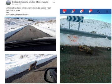 Imagen del Facebook cerrado en la que presumían de haber matado a un lobo Imagen del Facebook cerrado en la que presumían de haber matado a un lobo