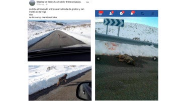 Imagen del Facebook cerrado en la que presumían de haber matado a un lobo