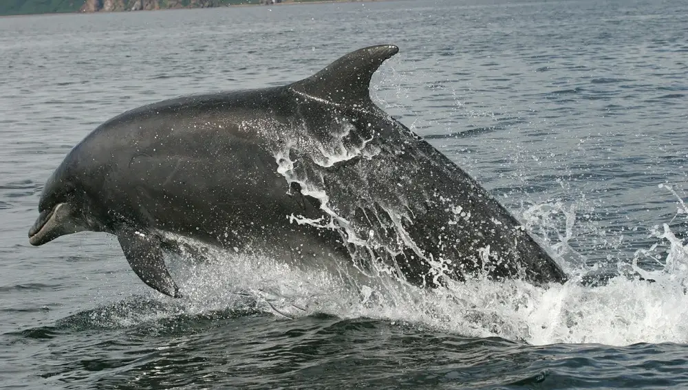 Delfines en Gibraltar