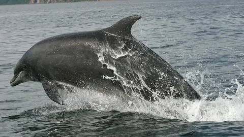 Delfines en Gibraltar Delfines en Gibraltar