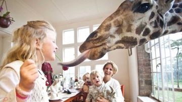 Giraffe Manor. Kenia