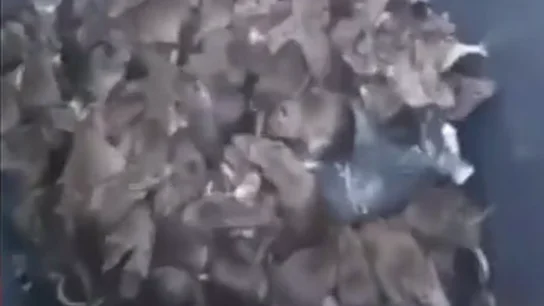 decenas de ratas en París decenas de ratas en París