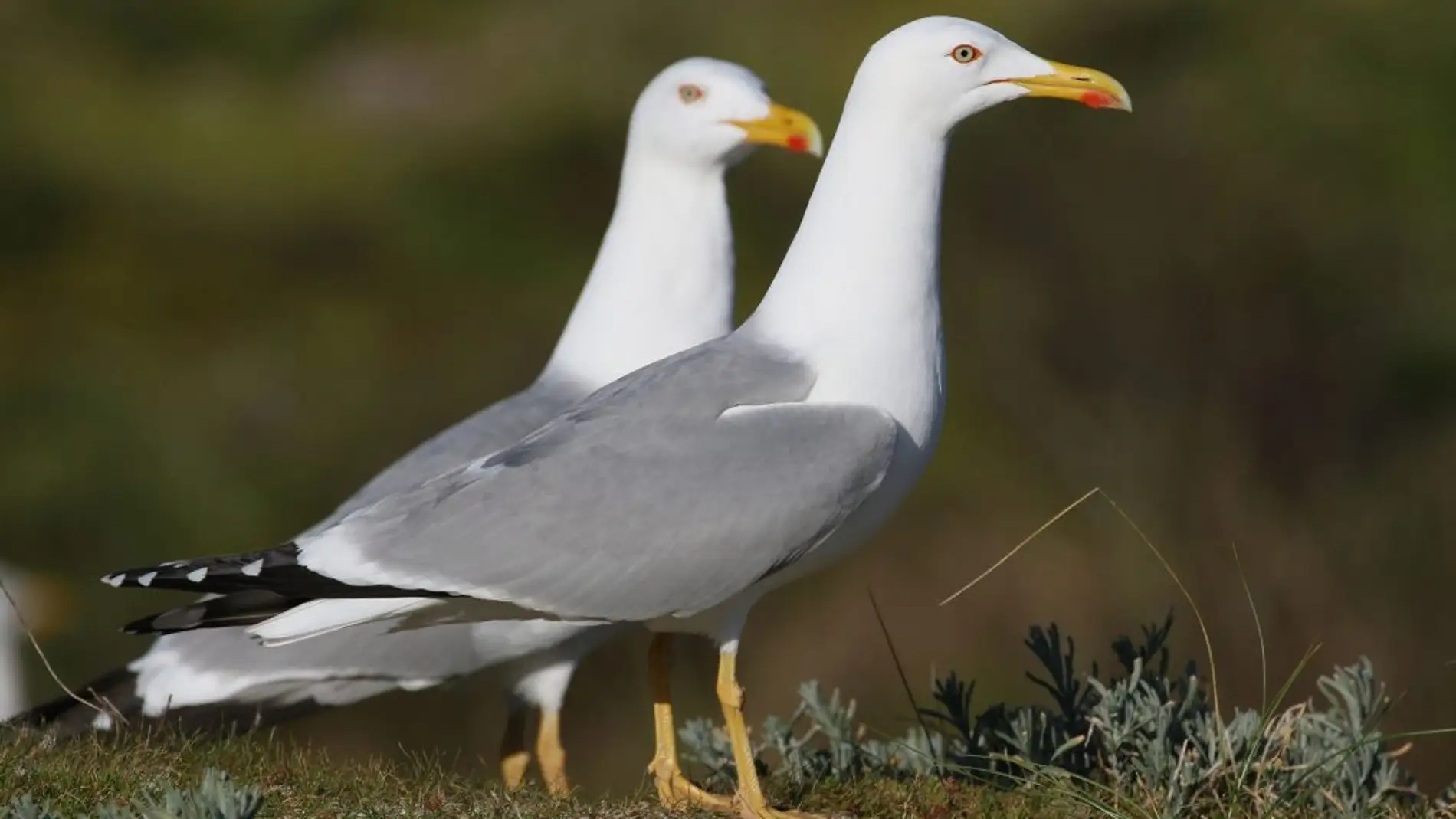 Los excrementos de gaviota alteran el ciclo de nutrientes del planeta