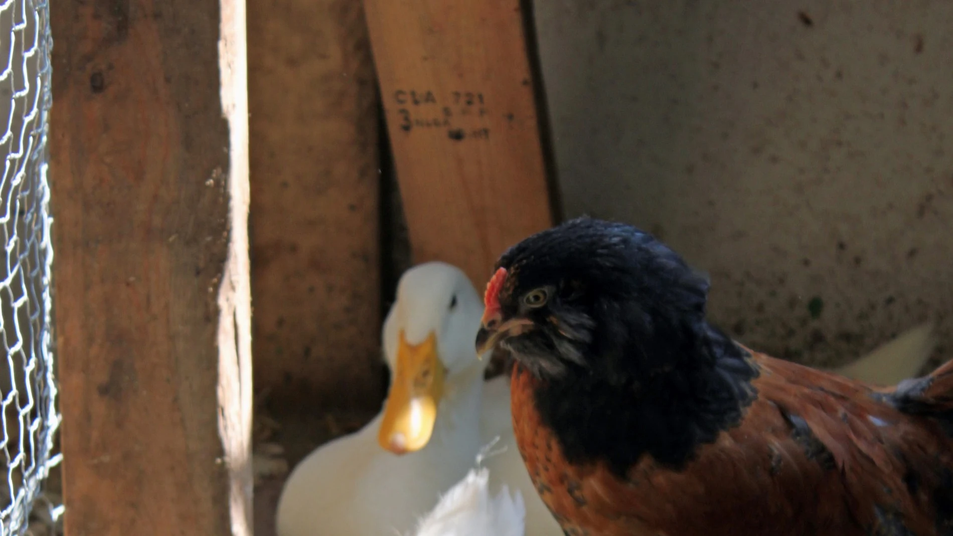 Imagen de archivo de un pato y un pollo 