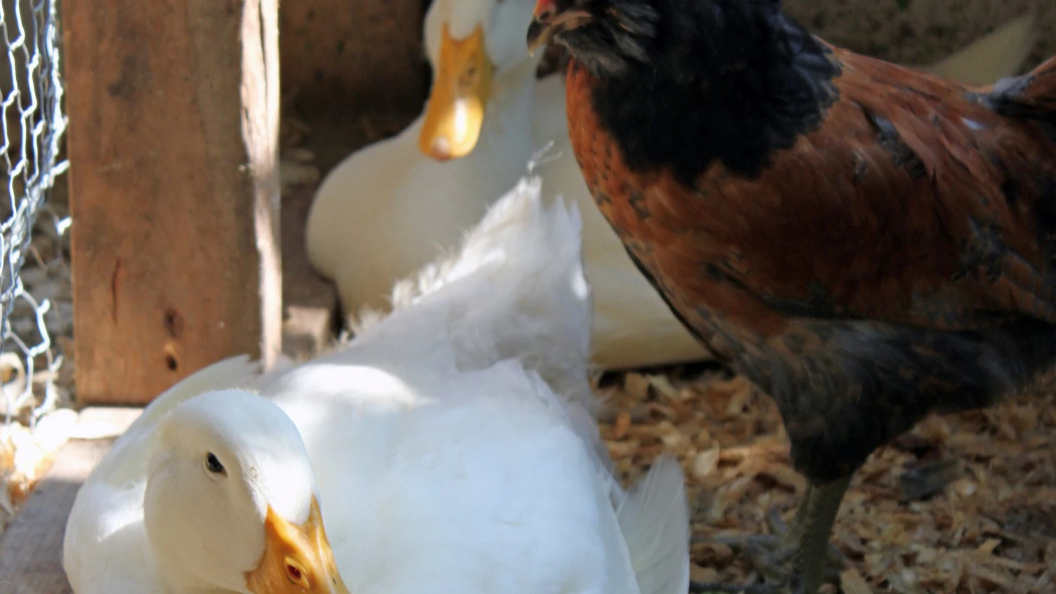 Imagen de archivo de un pato y un pollo 