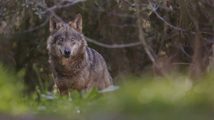 Imagen de archivo de un lobo