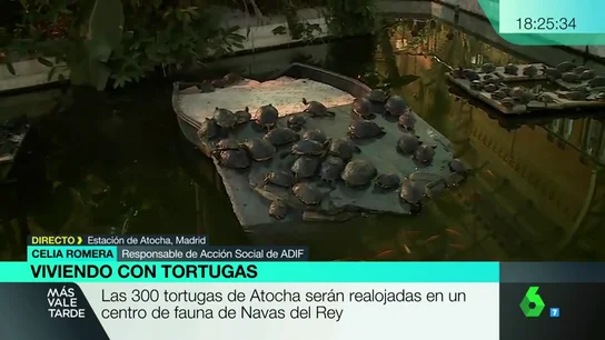 TORTUGAS TORTUGAS