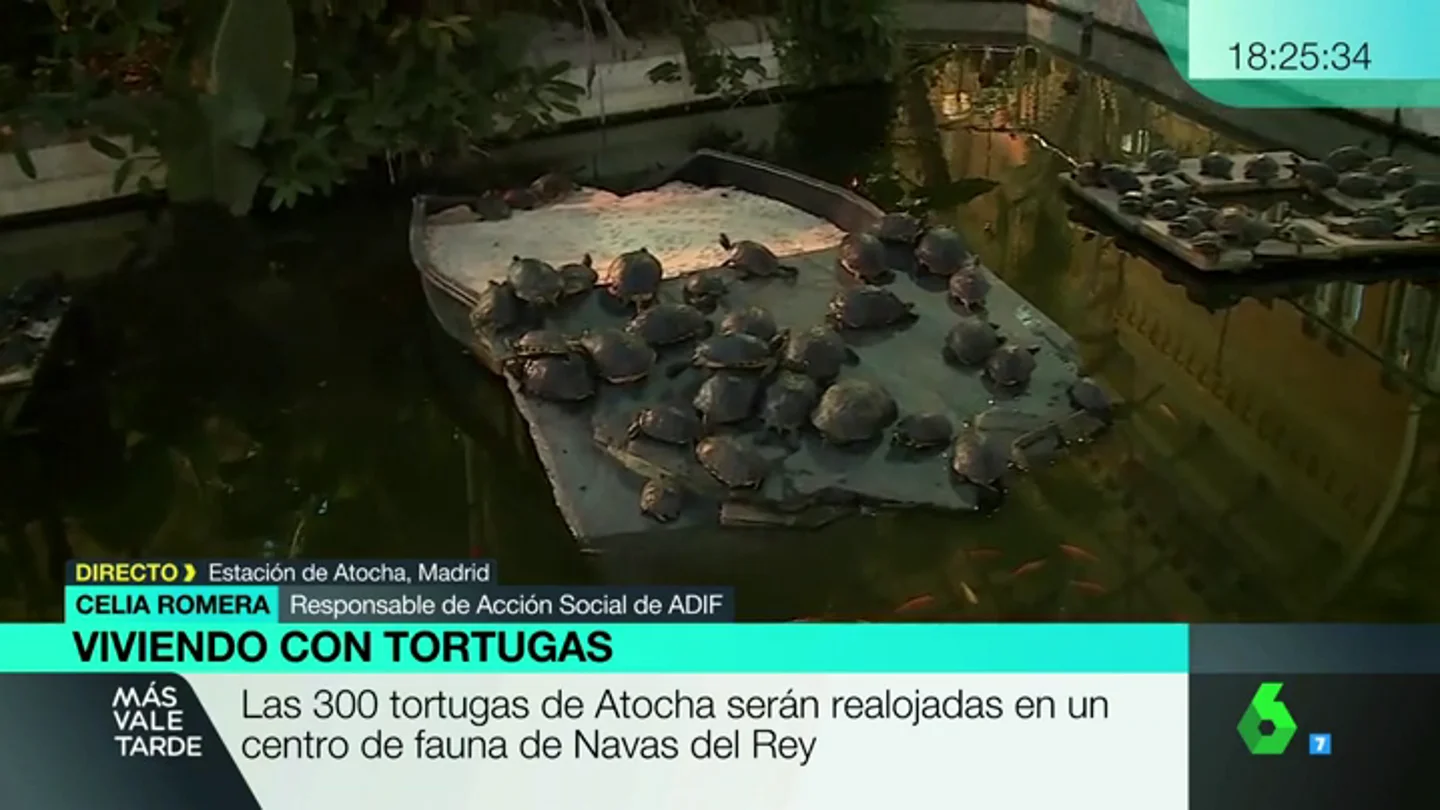 TORTUGAS TORTUGAS