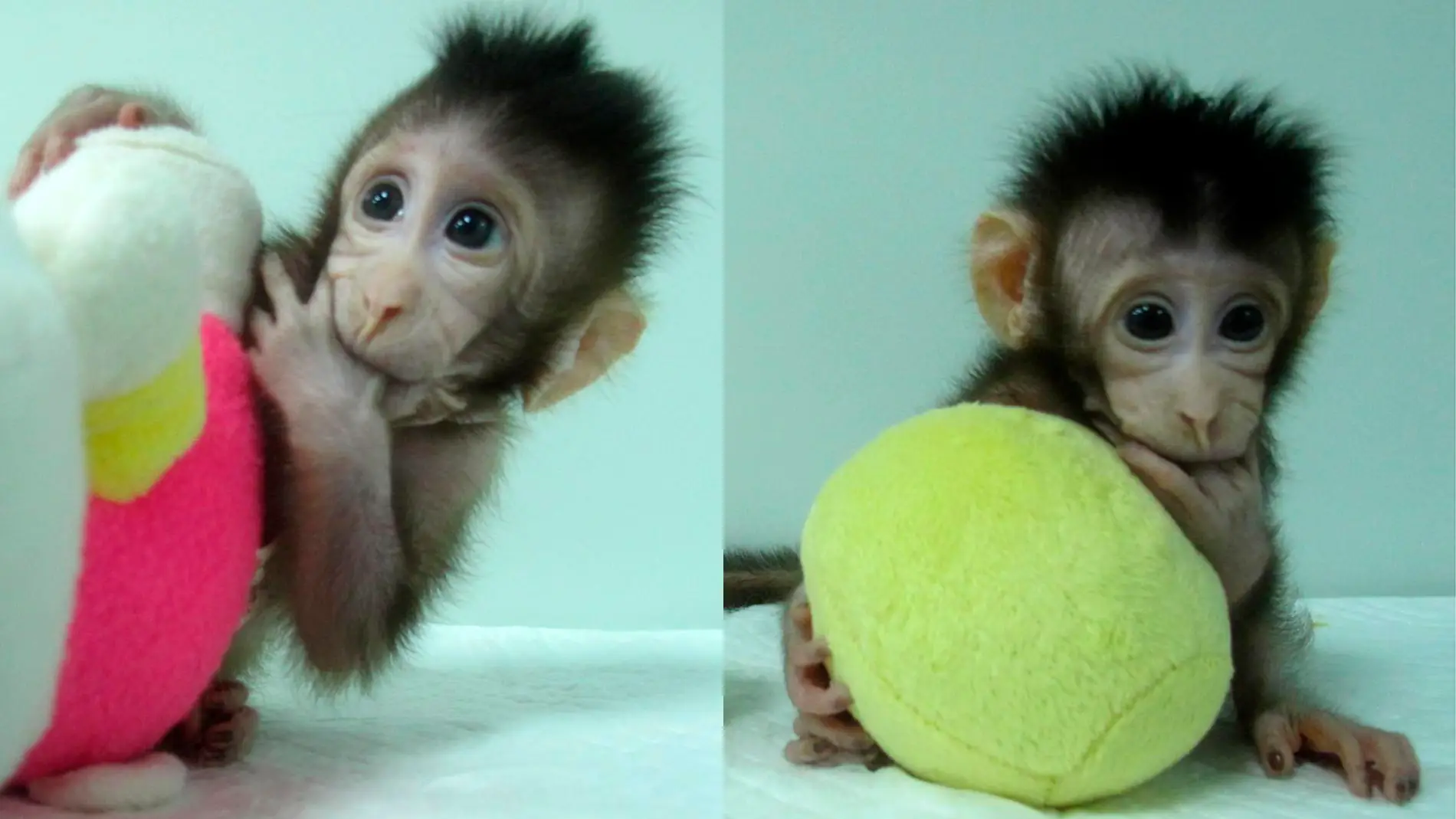 Zhong Zhong y Hua Hua los primeros monos clonados con la misma tecnica que la oveja Dolly