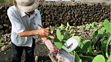 Producción Agrícola de Cochinilla en Canarias