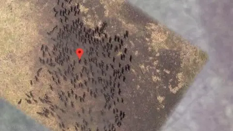 Manada de búfalos Manada de búfalos