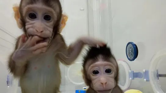 Zhong Zhong y Hua Hua, los dos monos clonados Zhong Zhong y Hua Hua, los dos monos clonados