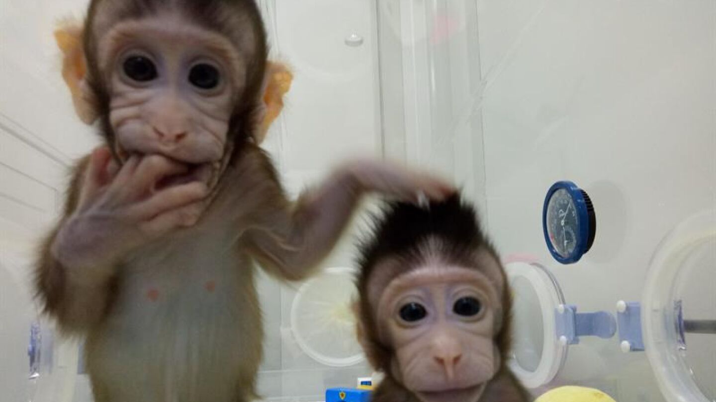 Zhong Zhong y Hua Hua, los dos monos clonados