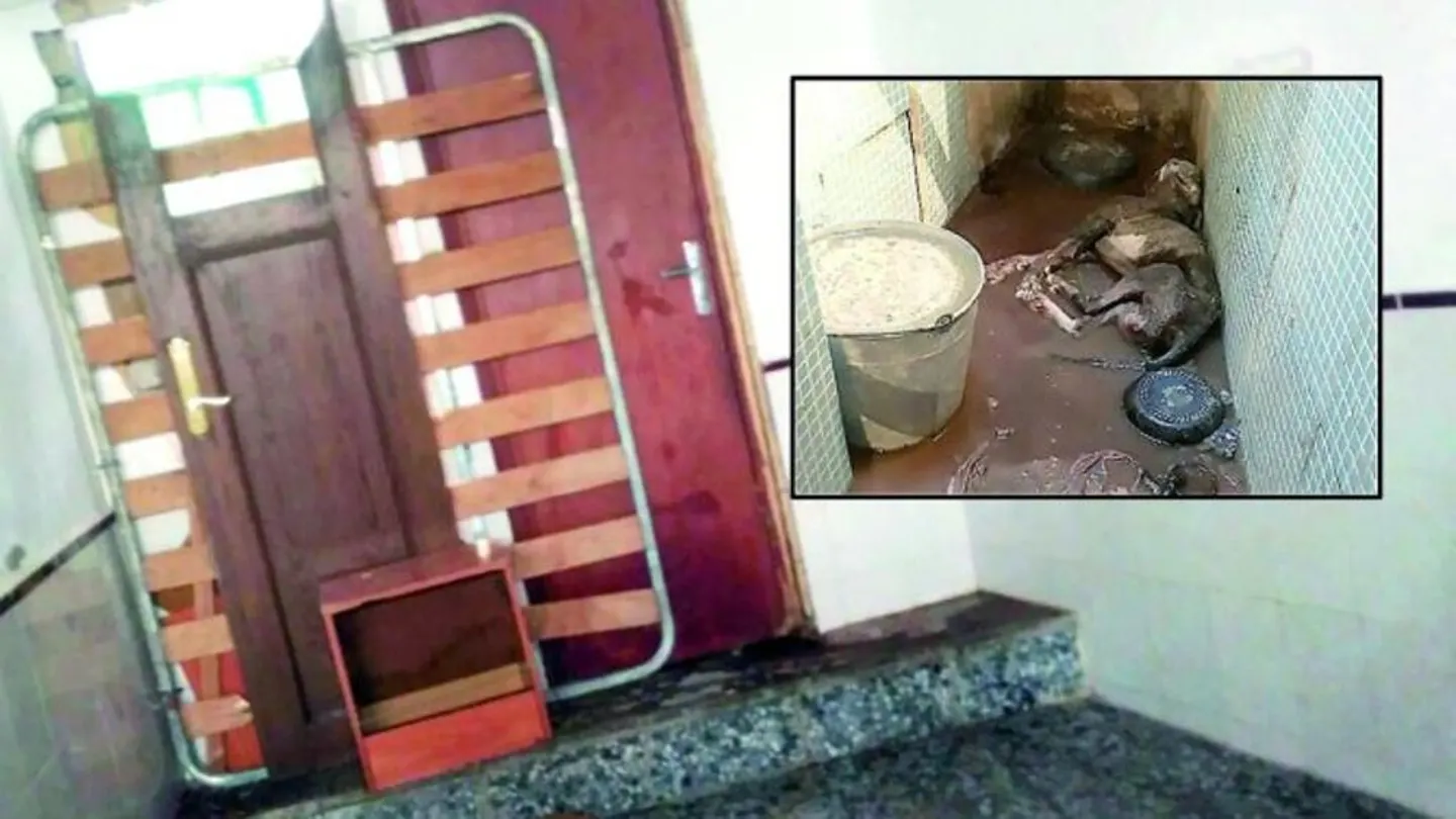 Uno de los perros fallecidos tras ser encerrado en un pequeño espacio Uno de los perros fallecidos tras ser encerrado en un pequeño espacio
