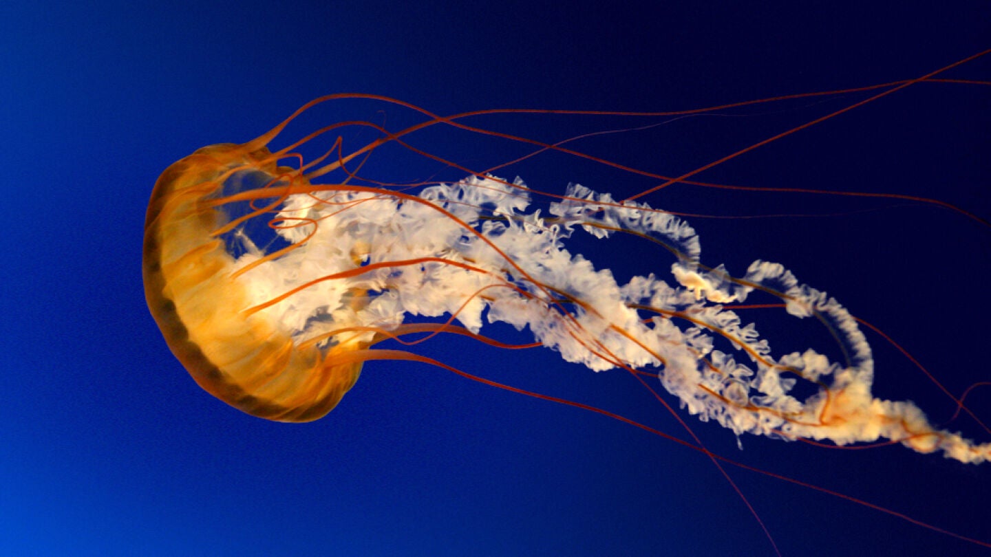 Medusa
