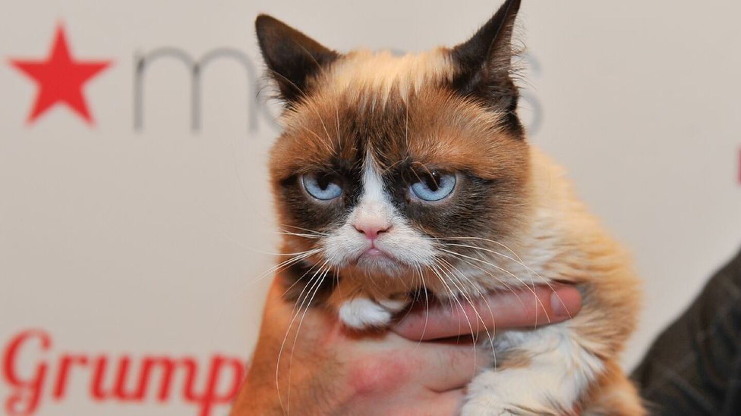 Grumpy Cat, la gata gru&ntilde;ona