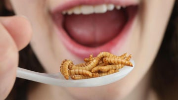 Comer insectos es saludable