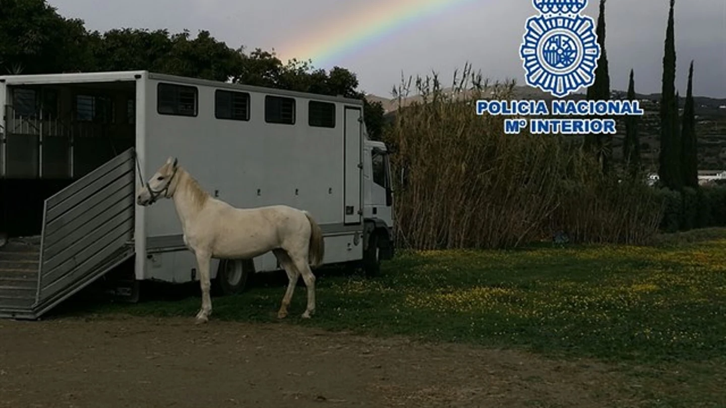 Imagen de la Policía Nacional de uno de los caballos rescatados Imagen de la Policía Nacional de uno de los caballos rescatados