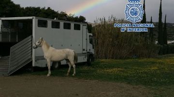 Imagen de la Policía Nacional de uno de los caballos rescatados