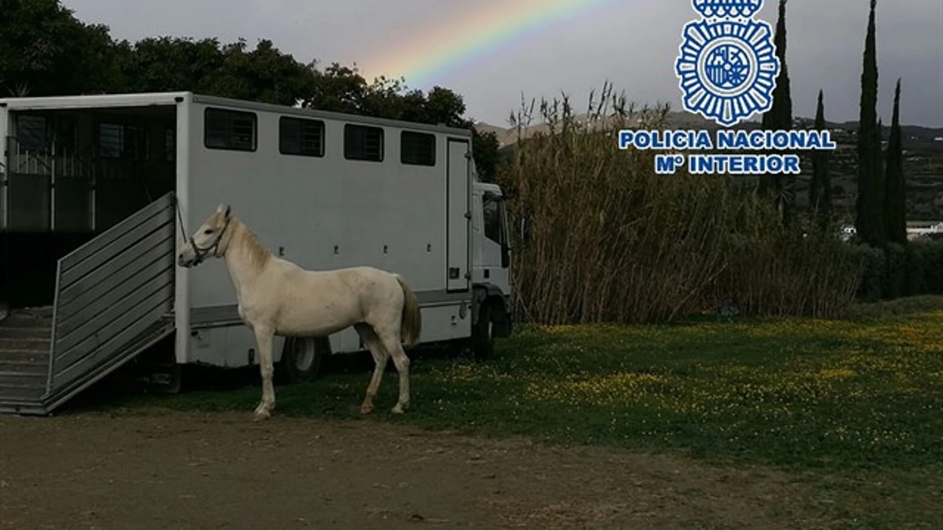 Imagen de la Policía Nacional de uno de los caballos rescatados