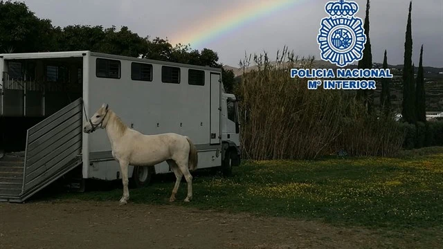 Imagen de la Policía Nacional de uno de los caballos rescatados