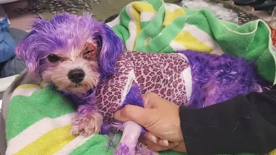 Violeta con el tinte en el pelo Violeta con el tinte en el pelo