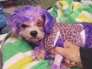 Violeta con el tinte en el pelo Violeta con el tinte en el pelo