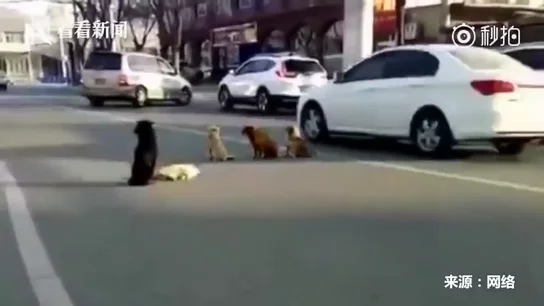 El vídeo viral de unos perros callejeros que se niegan a abandonar a otro atropellado El vídeo viral de unos perros callejeros que se niegan a abandonar a otro atropellado