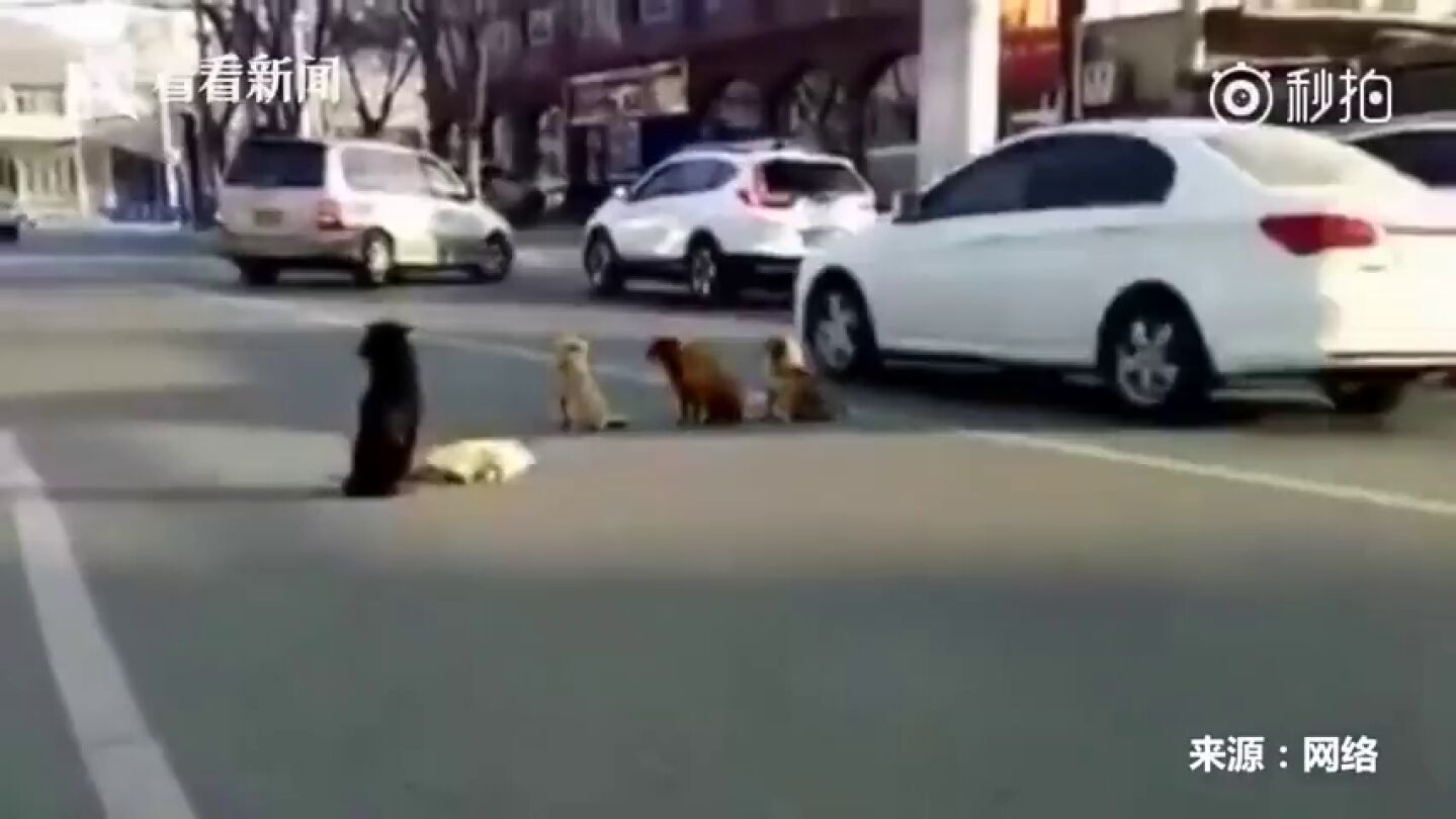 El v&iacute;deo viral de unos perros callejeros que se niegan a abandonar a otro atropellado