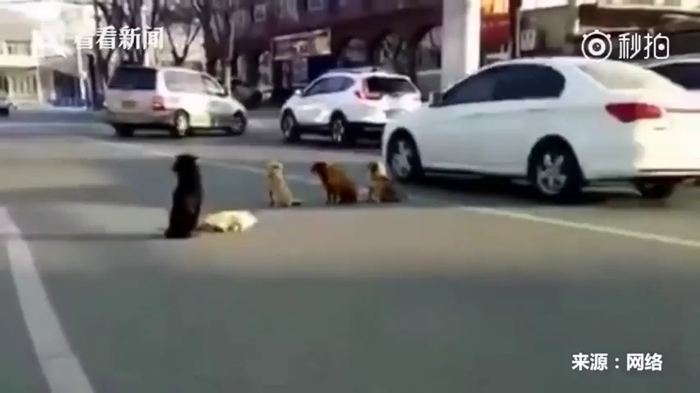 El vídeo viral de unos perros callejeros que se niegan a abandonar a otro atropellado El vídeo viral de unos perros callejeros que se niegan a abandonar a otro atropellado