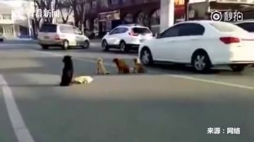 El vídeo viral de unos perros callejeros que se niegan a abandonar a otro atropellado