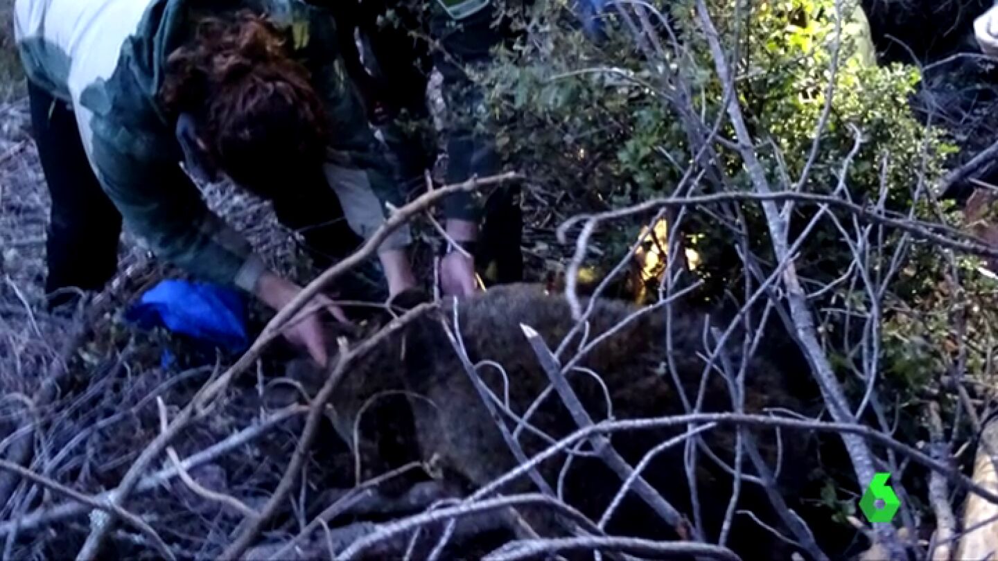 El osezno, herido en una pata, bajaba todas las noches al pueblo atra&iacute;do por la comida
